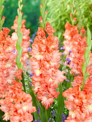 Link to Gladiolus Riks Frizzle