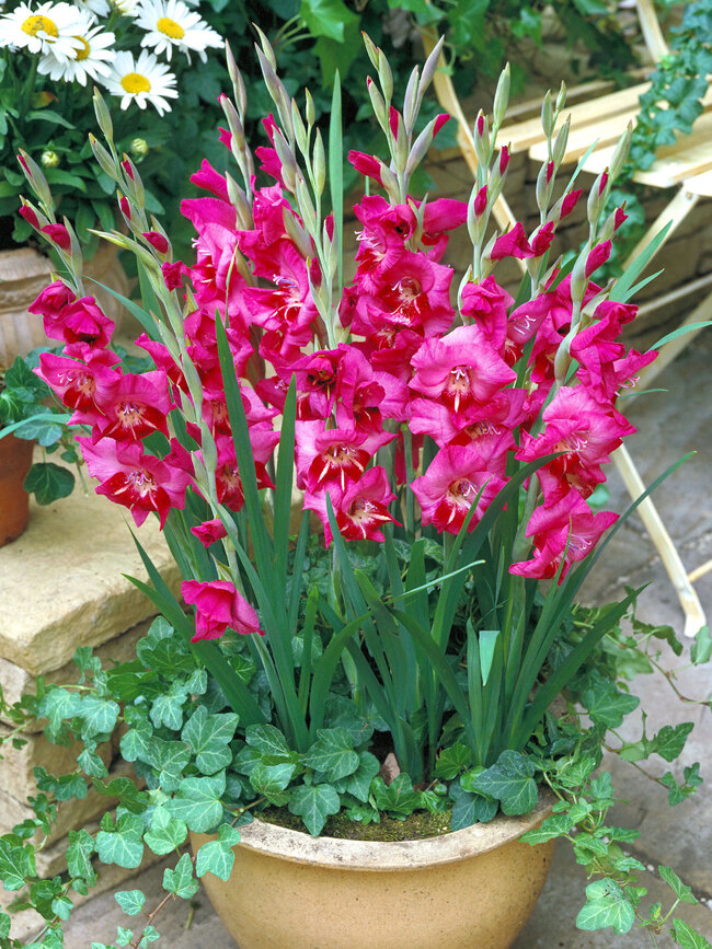 Gladiolus Romy