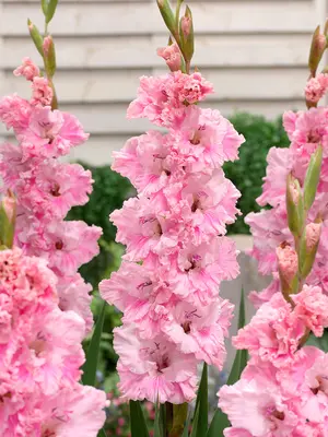 Link to Gladiolus Samara