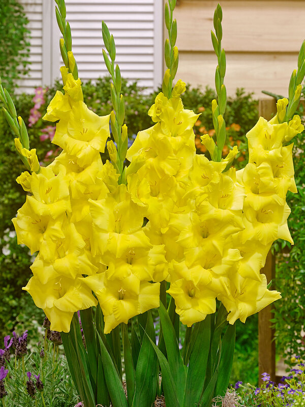 Gladiolus Silvia