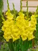 Gladiolus Silvia
