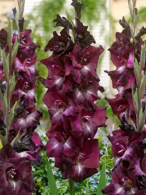 Link to Gladiolus Shaka Zulu