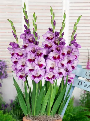 Link to Gladiolus Tina