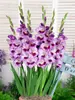 Gladiolus Tina