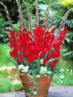 Link to Gladiolus Tom