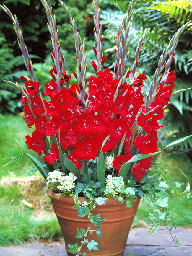 Gladiolus Tom