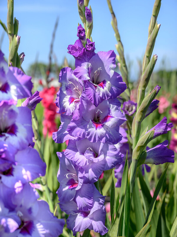 Gladiolus Vista