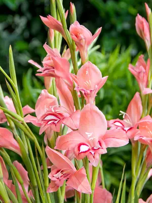 Link to Gladiolus White Eyed Miss