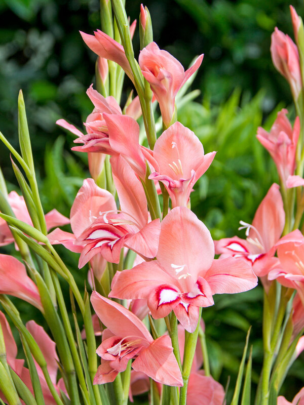 Gladiolus Hardy White Eyed Miss