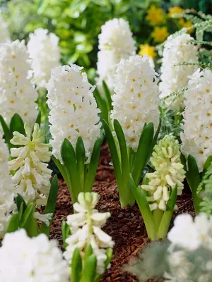 Link to Hyacinth Aiolos