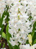 Hyacinth Aiolos