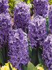 Hyacinth Atlantic