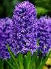 Hyacinth Atlantic