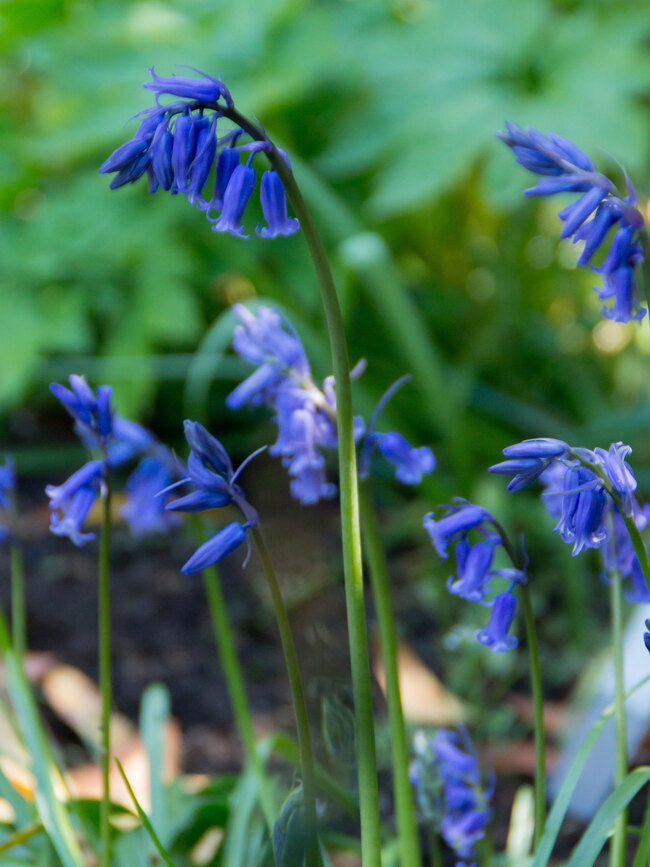 Hyacinth Bluebells