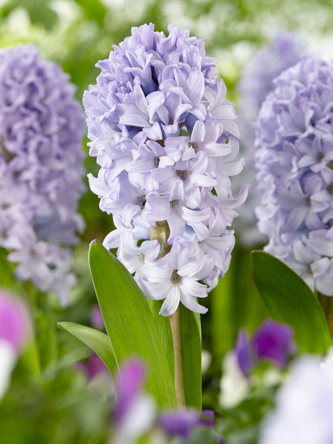 Hyacinth Caribbean Dream