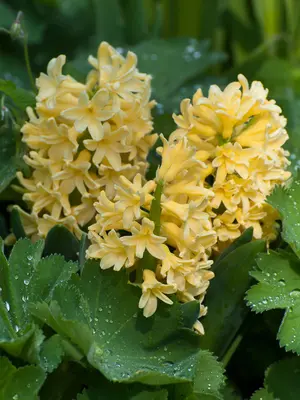 Link to Hyacinth City of Haarlem