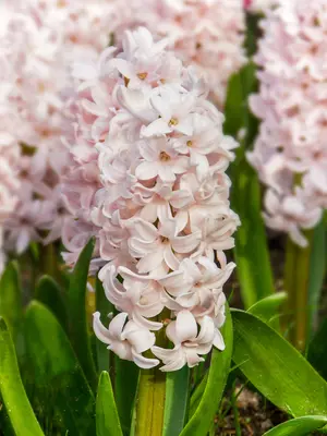 Link to Hyacinth China Pink