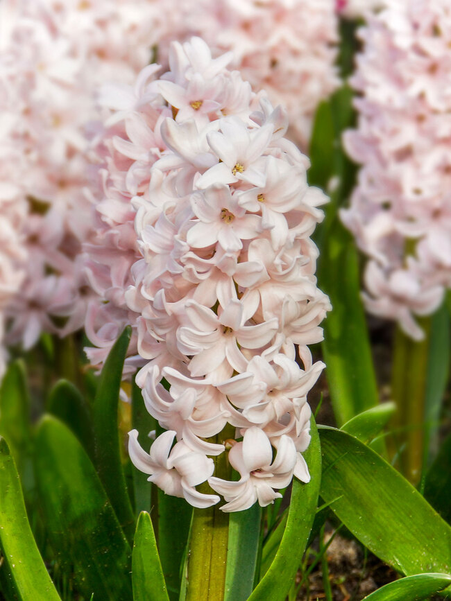 Hyacinth China Pink