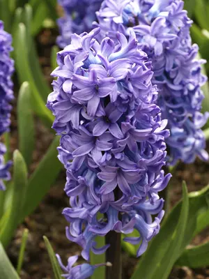 Link to Hyacinth Delft Blue