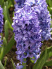 Hyacinth Delft-Blue