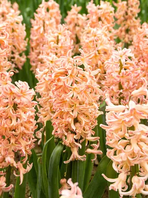 Link to Hyacinth Gipsy Queen