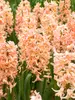 Hyacinth Gipsy Queen