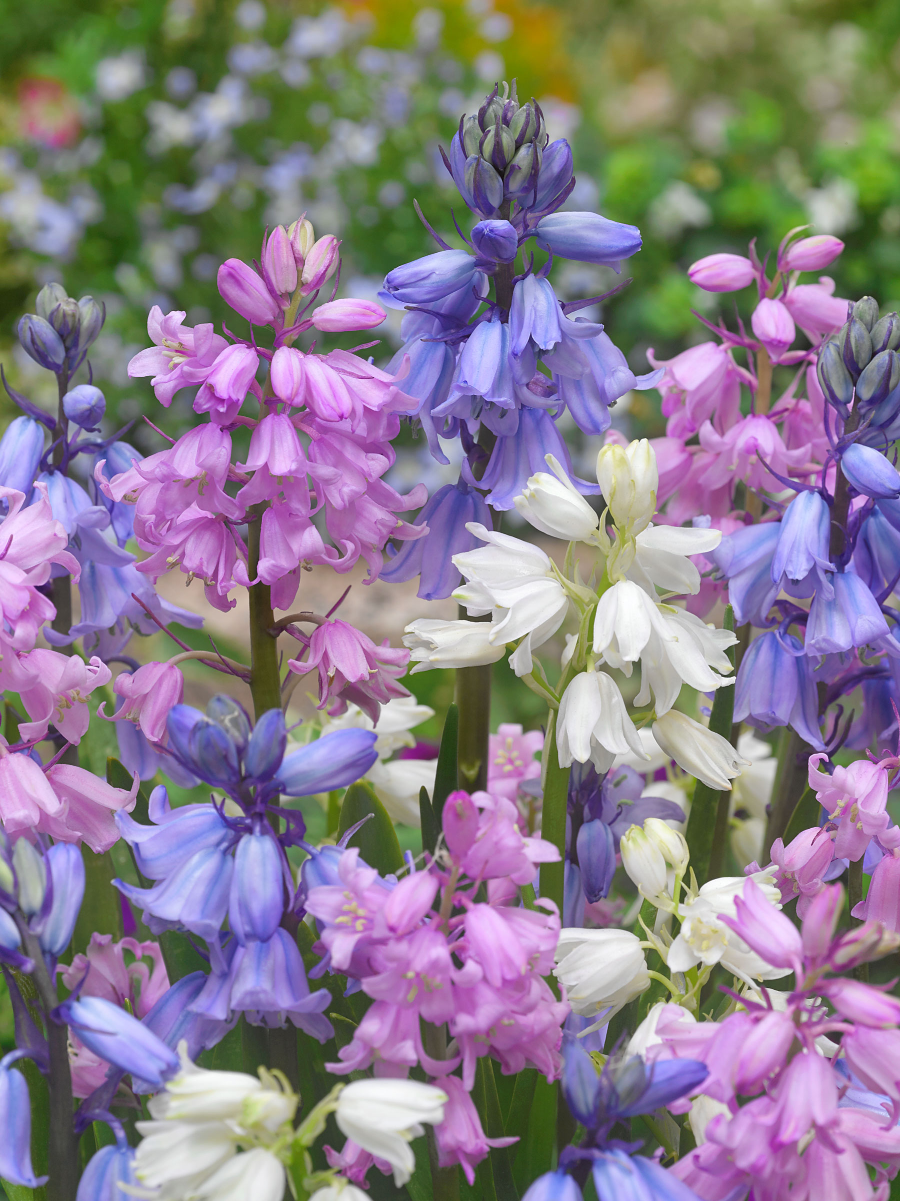 Hyacinthoides Hispanica Mix | Bluestone Perennials