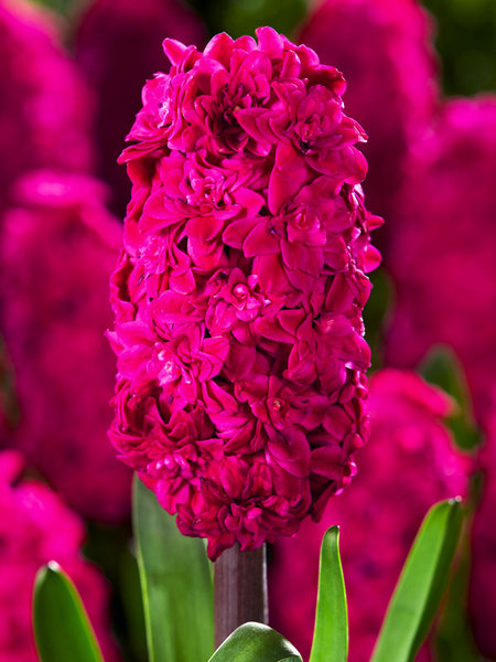 Product Viewer - Hyacinth Hollyhock Product Viewer - Hyacinth Hollyhock