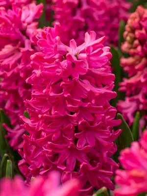 Link to Hyacinth Jan Bos