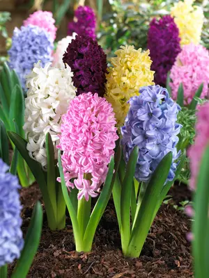 Link to Hyacinth Mixed Value Pack