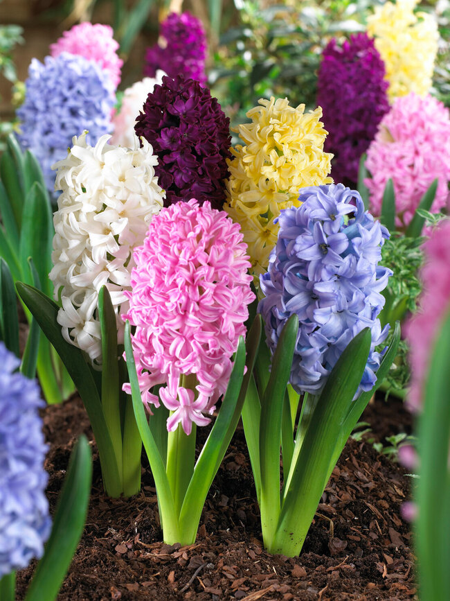 Hyacinth Mixed Value Pack