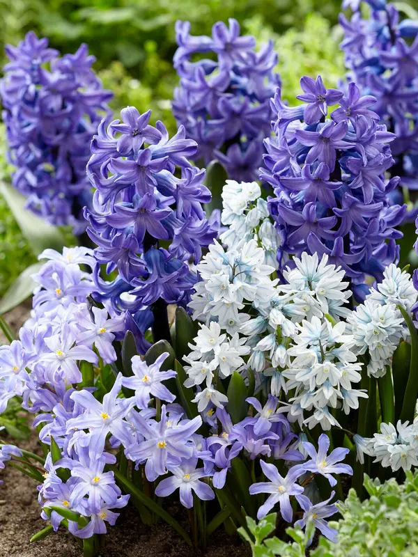 Bluestone Perennials Ocean Breeze Inspiration Blend