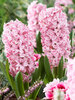 Hyacinth Pink Frosting