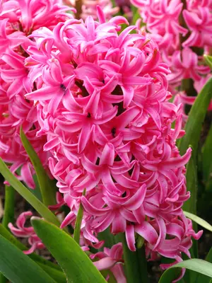 Link to Hyacinth Pink Pearl