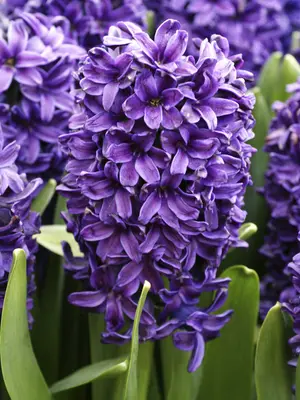 Link to Hyacinth Peter Stuyvesant