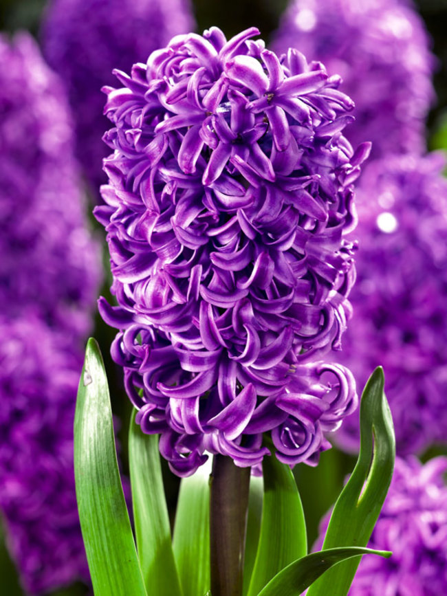 Hyacinth Purple Sensation