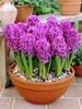 Hyacinth Purple Sensation