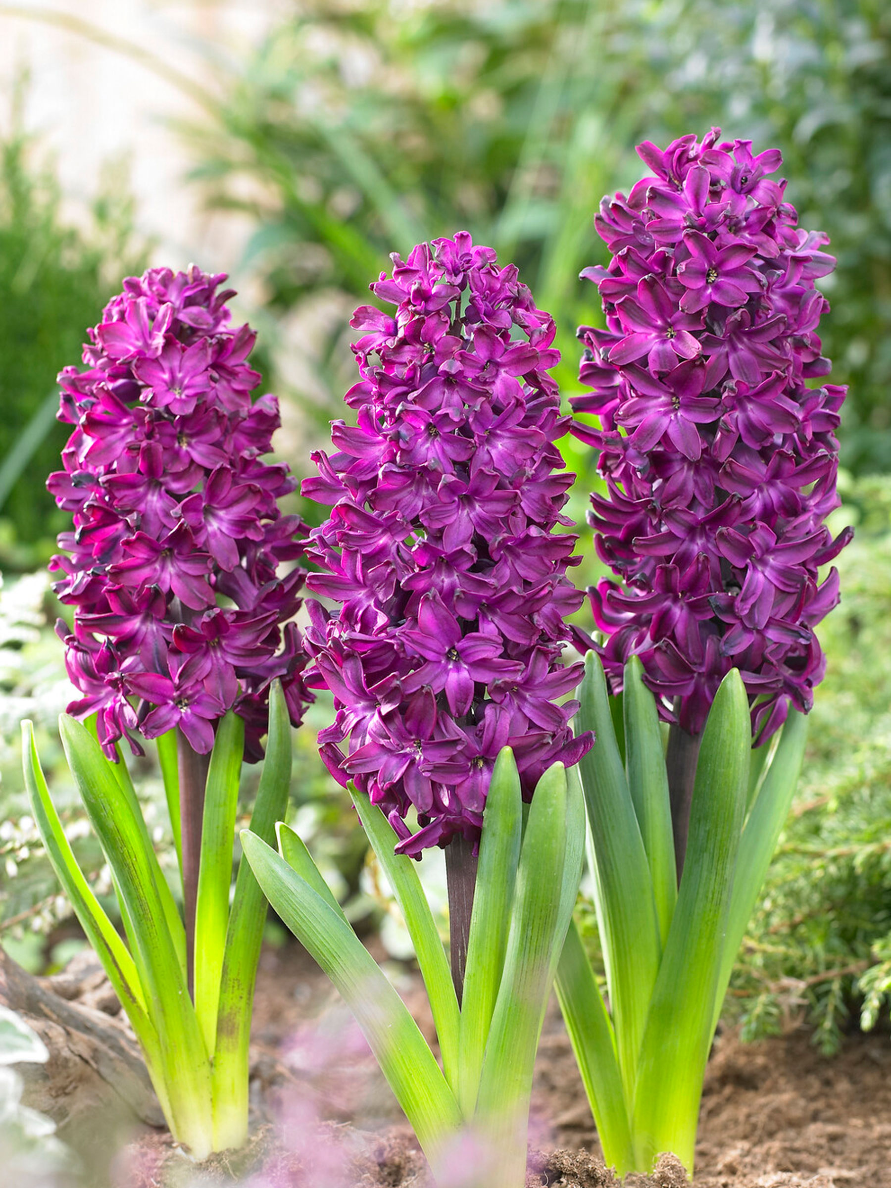 Hyacinth Woodstock | Bluestone Perennials, image size:1800x2400