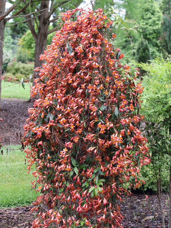 Bignonia Dressed to Thrill