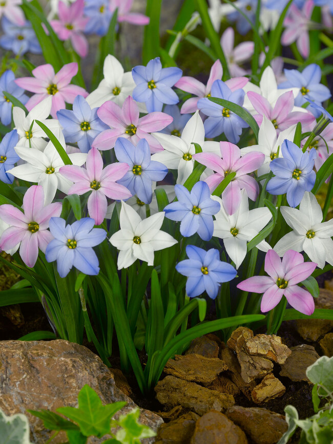 Ipheion Mixed