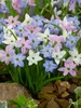 Ipheion Mixed