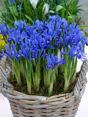 Link to Iris Alida