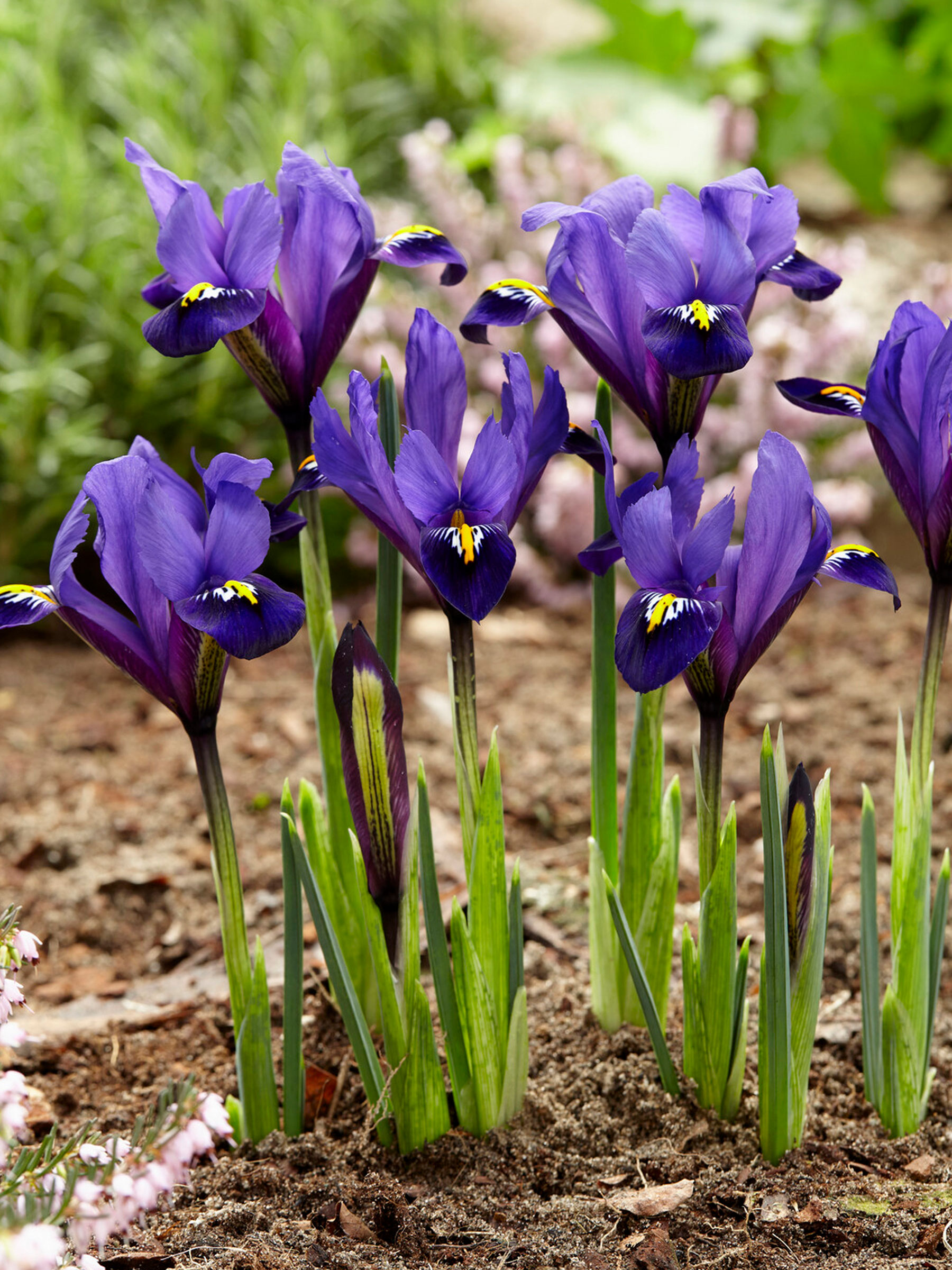 Iris Plants 12 X Iris Reticulata 'Blue Hill' Bulbs - Fragrant Purple ...