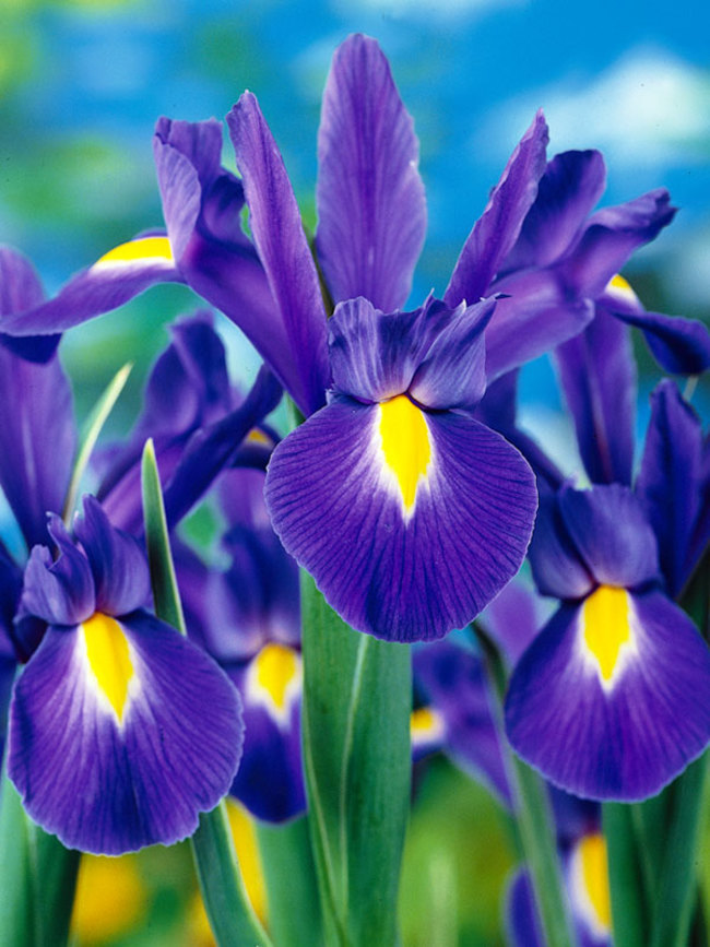 Dutch-Iris Blue-Ribbon