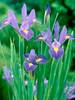 Dutch-Iris Blue-Ribbon