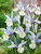 Dutch-Iris Silvery-Beauty