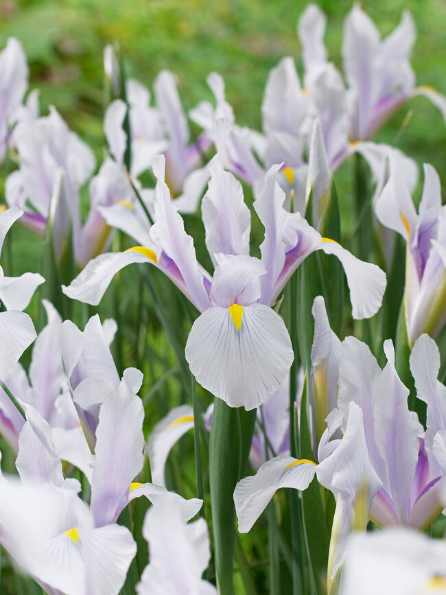 Dutch Iris Carmen