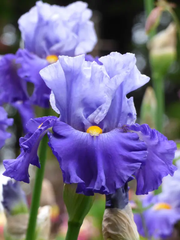 Bluestone Perennials Iris Cubs Win It