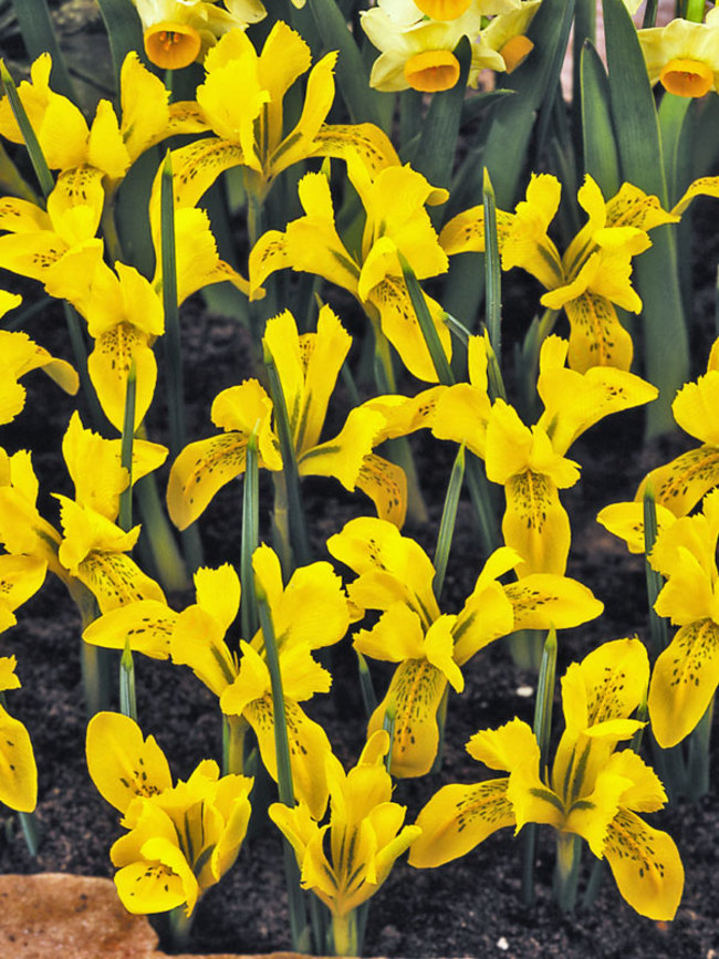 Iris Danfordiae Bluestone Perennials