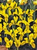 Dwarf Iris Danfordiae